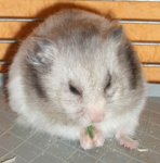 hamsti-.JPG