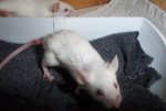 Mäuse 005.jpg