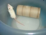 Maus 009.jpg