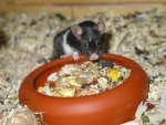 IMG_1578-verkleinert.jpg