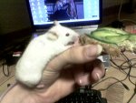 maus.jpg