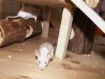 Größenänderung PICT2712.JPG