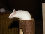 Größenänderung PICT2837.JPG