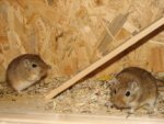 IMG_2032 neu.JPG