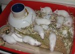 20070716-bini-j02.jpg