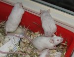 20070716-bini-j05.jpg