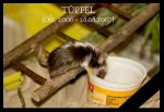 Tüpfel.jpg