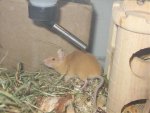 Nala 10Monate, 14 Tage und neue Mäusis 049.jpg
