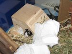 Nala 10Monate, 14 Tage und neue Mäusis 056.jpg