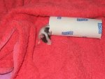 animalfarm 036.jpg