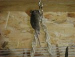 DSC01488.jpg