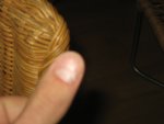 Mäusegeschlechter 028.jpg