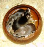 alle 3 beim kuscheln.JPG