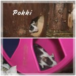 Pokki...jpg