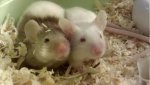 2010-12-12_09-57-51_800_Lampertheim.jpg