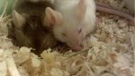 2010-12-12_09-59-31_392_Lampertheim.jpg