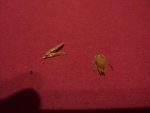 DSC00505.jpg