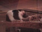 Foto0511.jpg