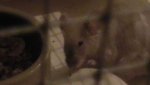 S1090051.jpg