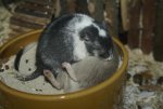 DSC03666.jpg