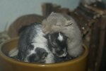 DSC03936.jpg