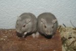DSC03686.jpg