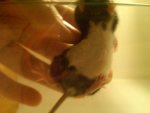 IMG00290-20110104-1927.jpg