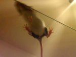 IMG00291-20110104-1927.jpg
