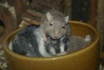 DSC03947.jpg