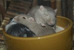 DSC03958.jpg