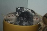DSC03965.jpg