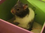 Mein Hamster Franz+ andere Sachen von Mama 057.jpg