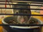 Mein Hamster Franz+ andere Sachen von Mama 060.jpg