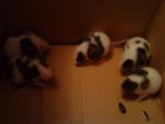 DSC00480.jpg