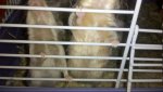 2011-01-16_11-51-37_942_Lampertheim.jpg