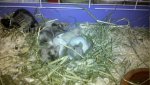 2011-01-16_18-18-03_230_Lampertheim.jpg
