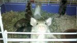 2011-01-16_11-51-45_638_Lampertheim.jpg
