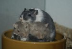 DSC04005.jpg