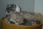 DSC04012.jpg