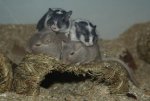 DSC04108.jpg
