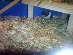 DSC00507.jpg