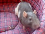 Ratte1.jpg