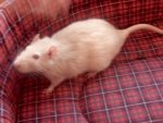 Ratte3.jpg