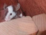 DSCF1153.jpg