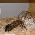 Holly-Maus.jpg