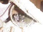 P2130989-ratte.jpg