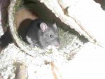 P2130982-ratte.jpg