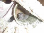 P2130976-ratte.jpg