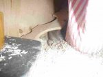 P2130975-ratte.jpg