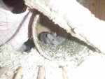 P2130973-ratte.jpg